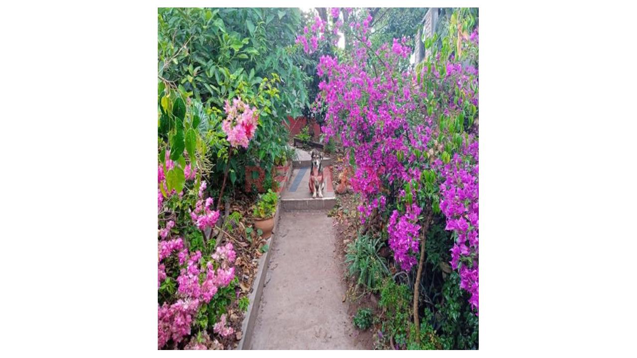 🌿 Vendo Amplio Terreno En Huanta – Ayacucho Frente A Carretera ✨ — foto 6