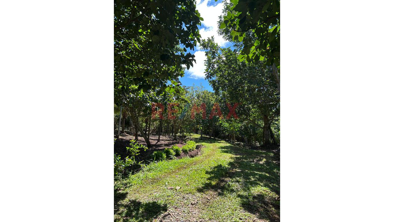 Finca Privada Con Casa, Piscina, Cultivos Y Quebrada Cerca De Tarapoto! - 4