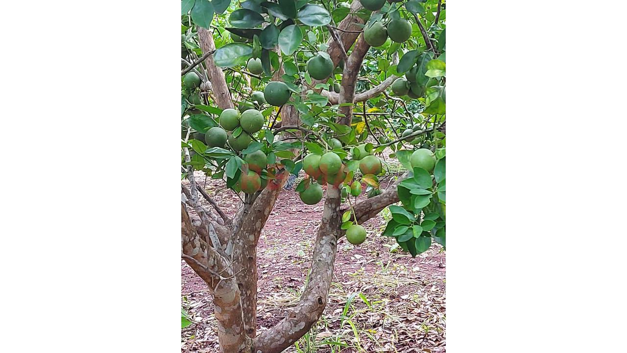 Finca Privada Con Casa, Piscina, Cultivos Y Quebrada Cerca De Tarapoto! - 5