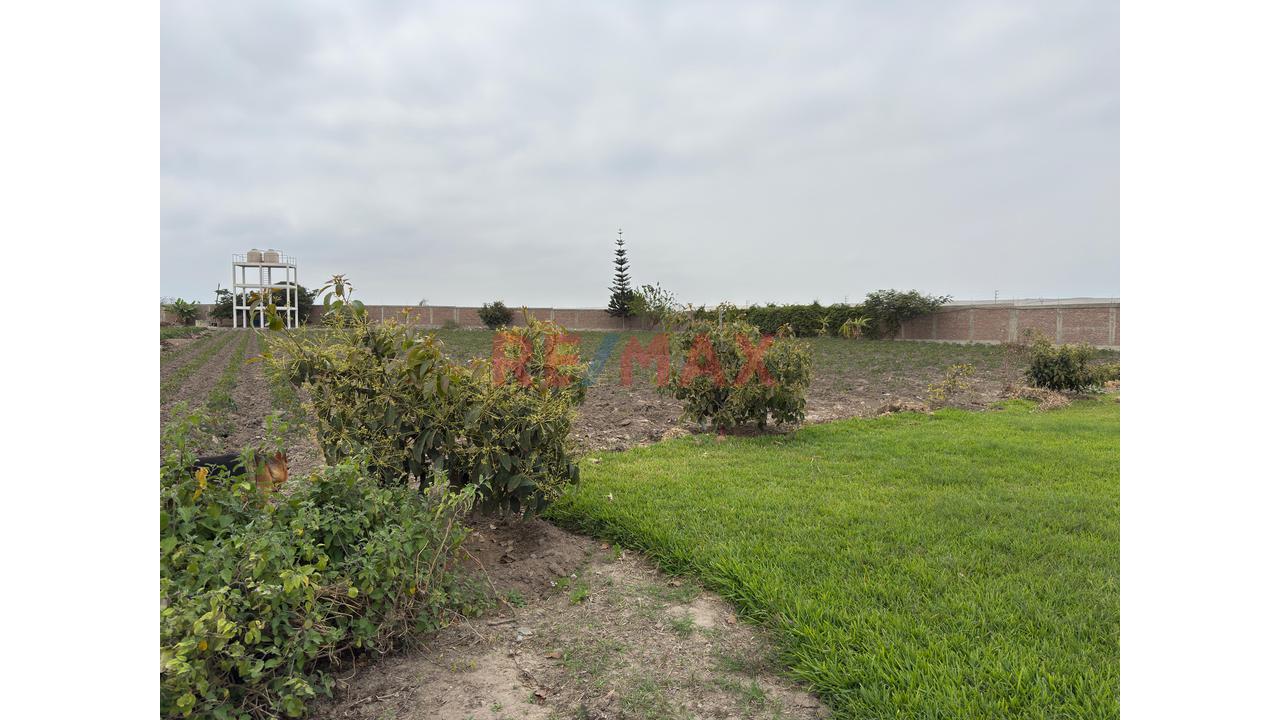 Casa Hacienda En Cañete | 3.3 Hectáreas Con Casa, Piscina, Eventos Y Terreno Agrícola - 18