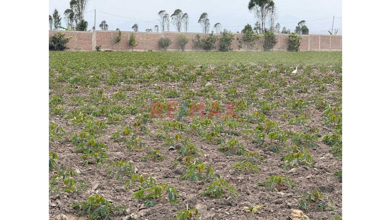 Casa Hacienda En Cañete | 3.3 Hectáreas Con Casa, Piscina, Eventos Y Terreno Agrícola - 19
