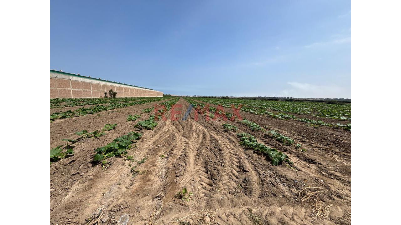🌟 Terreno De 4.6200 Ha En Chincha Baja – Ideal Para Proyecto Inmobiliario, Fábrica O Desarrollo Agrícola - 9