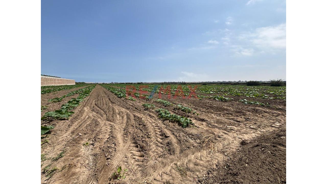 🌟 Terreno De 4.6200 Ha En Chincha Baja – Ideal Para Proyecto Inmobiliario, Fábrica O Desarrollo Agrícola - 8