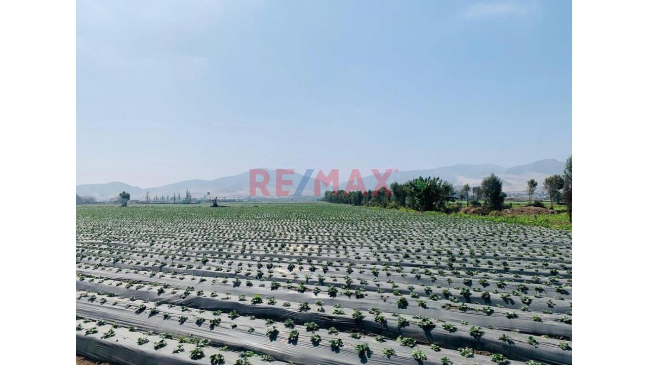 Venta De Terreno En Aucallama   $ 2’271000 Negociables - 18
