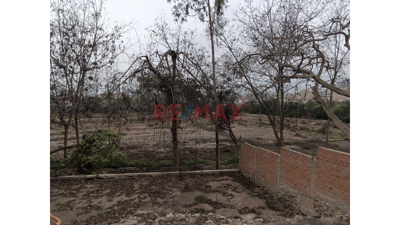 Excelente Oportunidad De Inversion, Venta Terreno En Asociación Monterrico, Av. José Saco Rojas - Carabayllo - 4