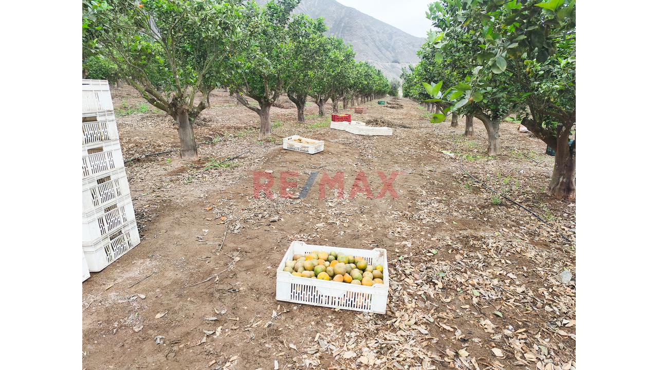 🌿 Tu Propio Lugar En El Valle De Azpitia — foto 5