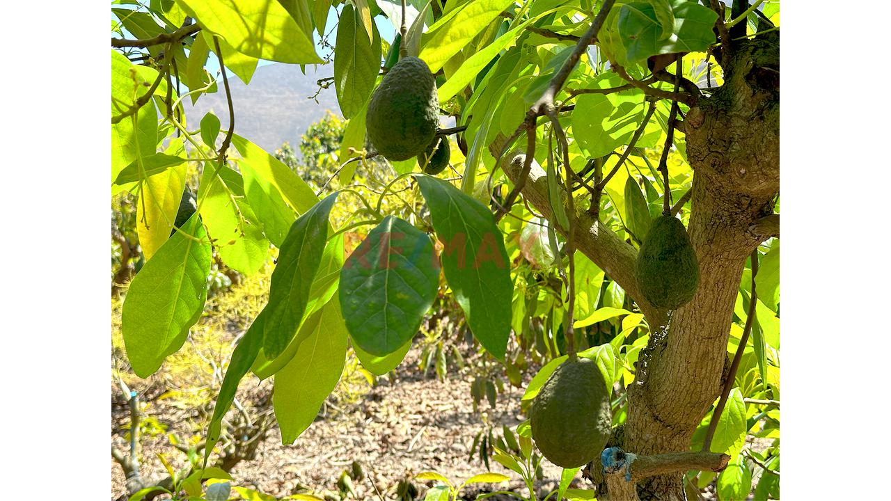 🌿 Tu Propio Lugar En El Valle De Azpitia — foto 7