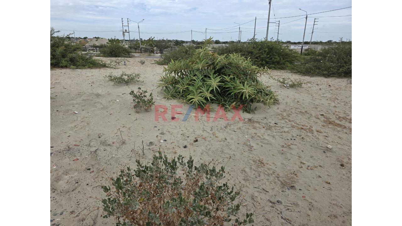 Vendo Lindo Terreno En La Campiña De Piura (Castilla) — foto 4