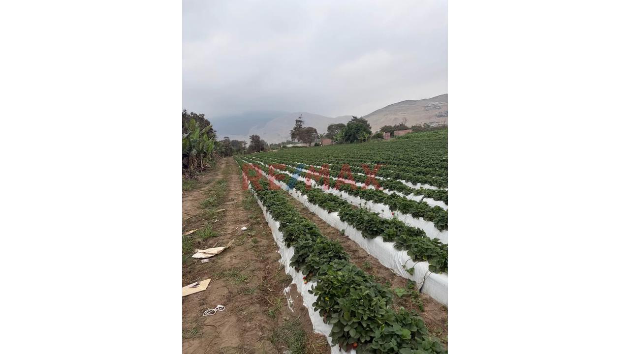 Terreno Agrícola De 2 Hectáreas Con Riego En Aucallama, Huaral - 7
