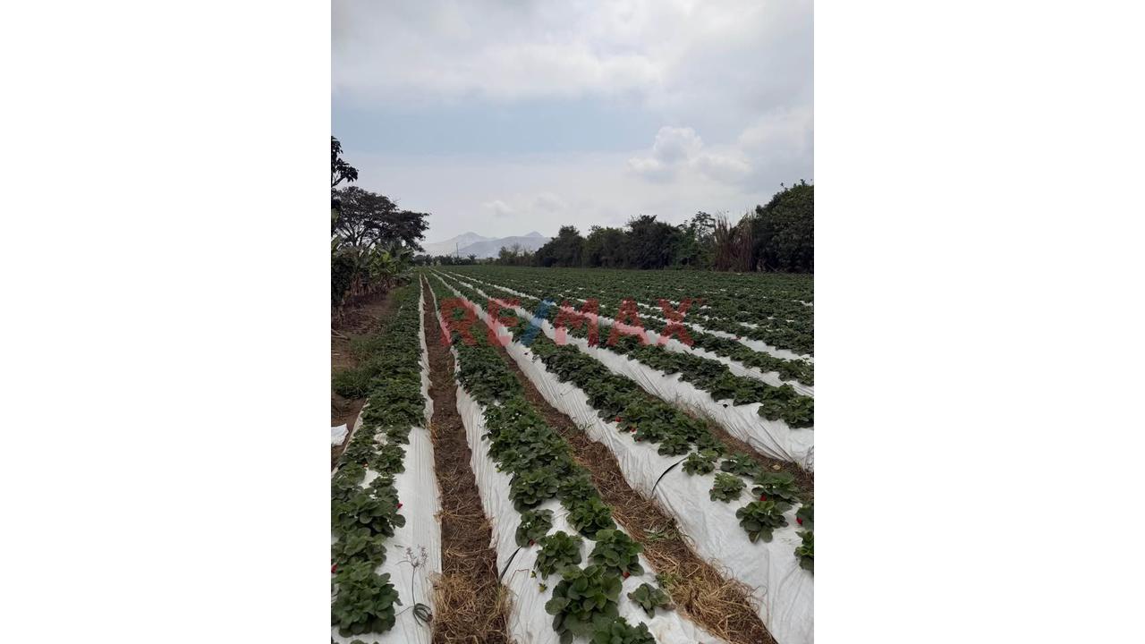 Terreno Agrícola De 2 Hectáreas Con Riego En Aucallama, Huaral - 8