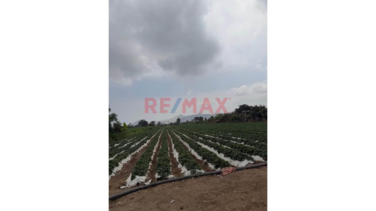 Terreno Agrícola De 2 Hectáreas Con Riego En Aucallama, Huaral - 4