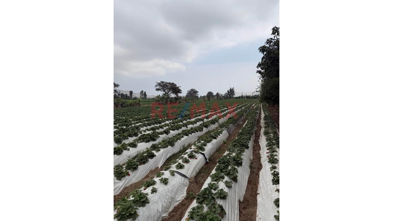 Terreno Agrícola De 2 Hectáreas Con Riego En Aucallama, Huaral - 1