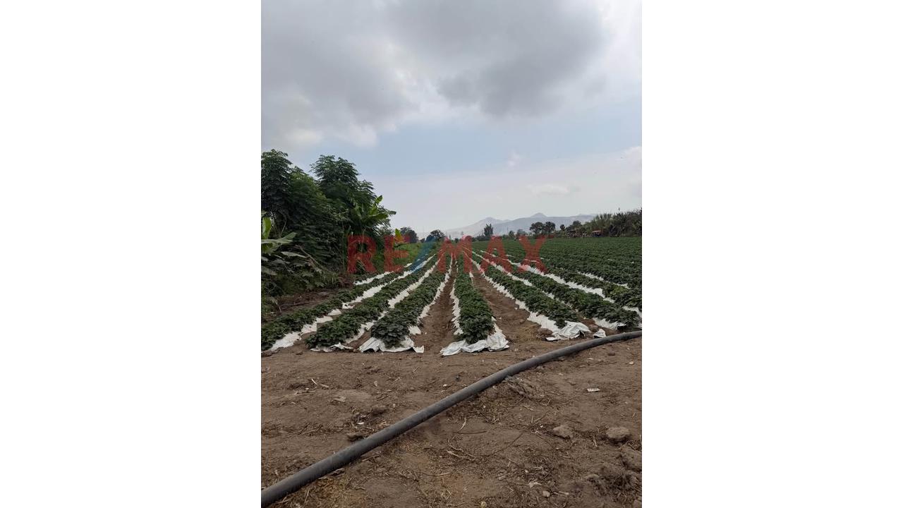Terreno Agrícola De 2 Hectáreas Con Riego En Aucallama, Huaral - 5