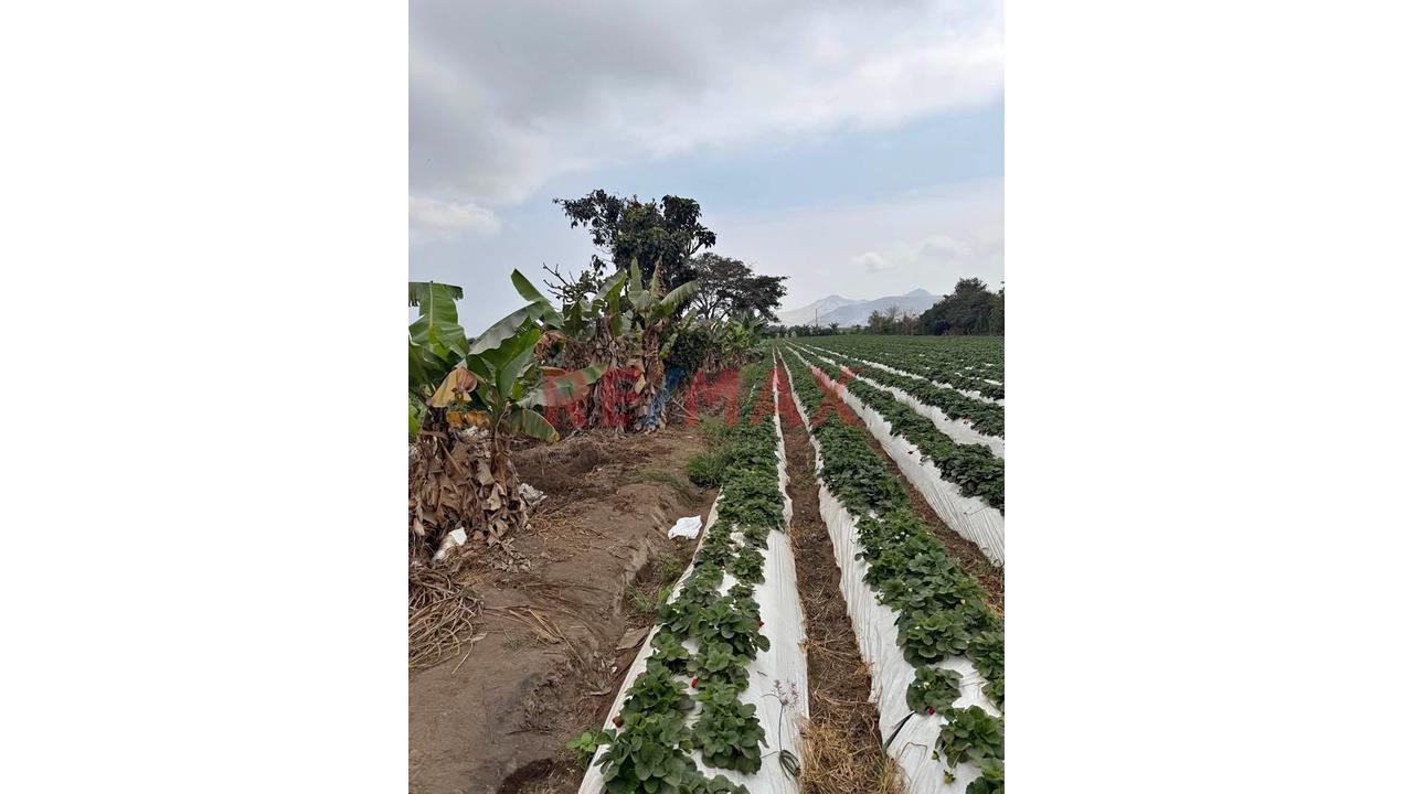 Terreno Agrícola De 2 Hectáreas Con Riego En Aucallama, Huaral - 2