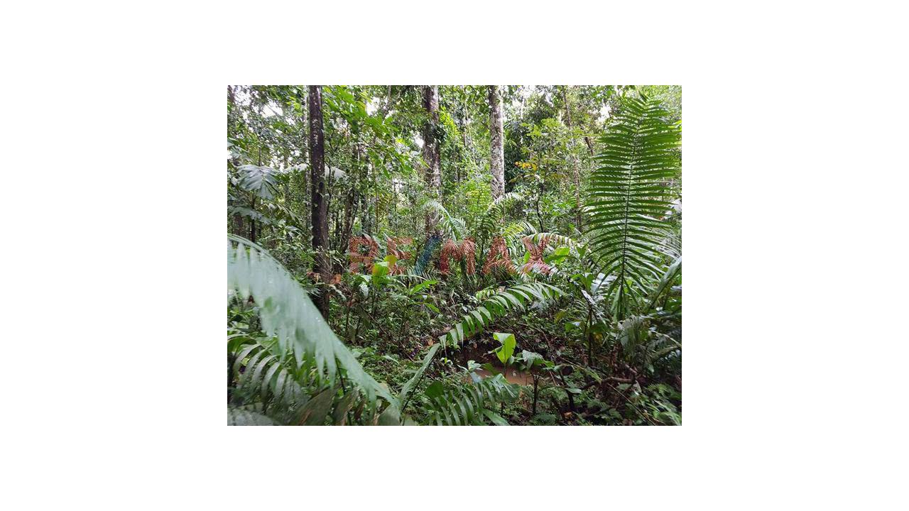 Terreno De 28.48 Ha Frente A La Carretera Interoceánica – Valle Yaverija, Tahuamau - Iñapari - Madre De Dios” - 4