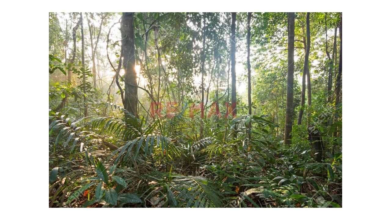 Terreno De 28.48 Ha Frente A La Carretera Interoceánica – Valle Yaverija, Tahuamau - Iñapari - Madre De Dios” - 5