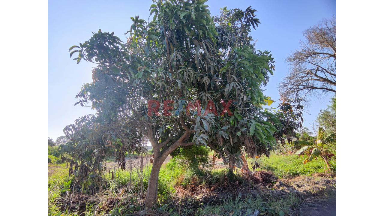 Venta Terreno En Santa Maria - Huaura - La Campiña - 2