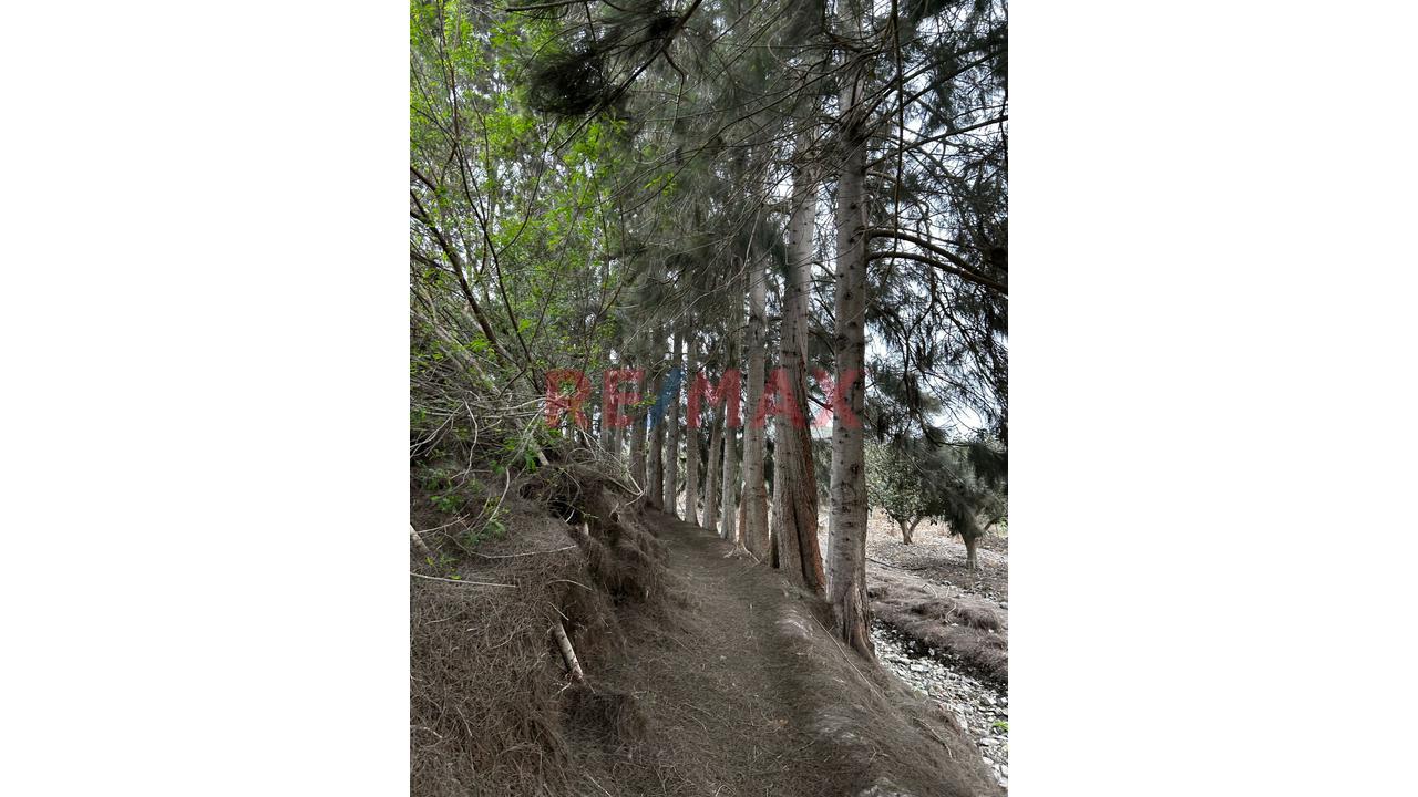 🌿 Invierte En Chancay : Lote De Campo De 352.68 M² En Proyecto Ecoresidencial - 10