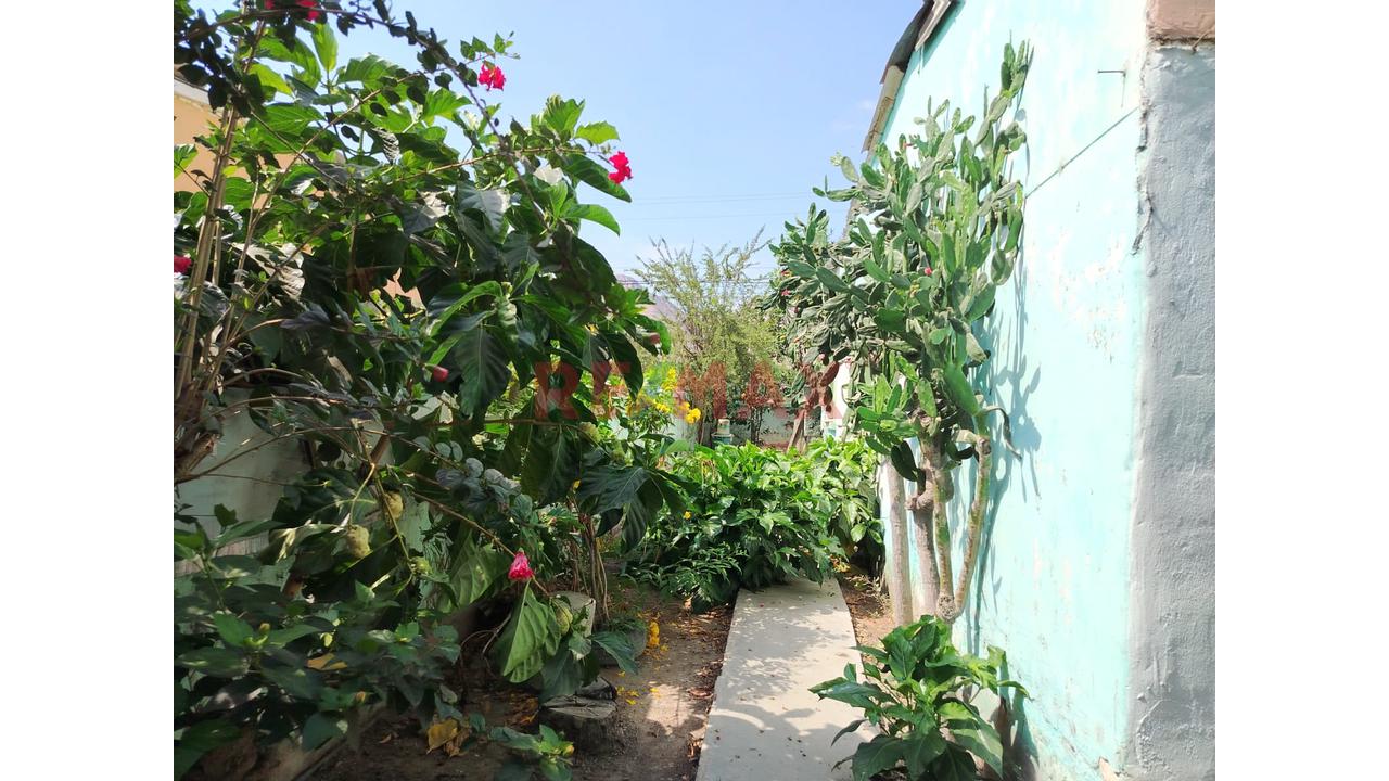 Casona A Precio De Terreno En Venta Saltur Zaña Chiclayo - 15