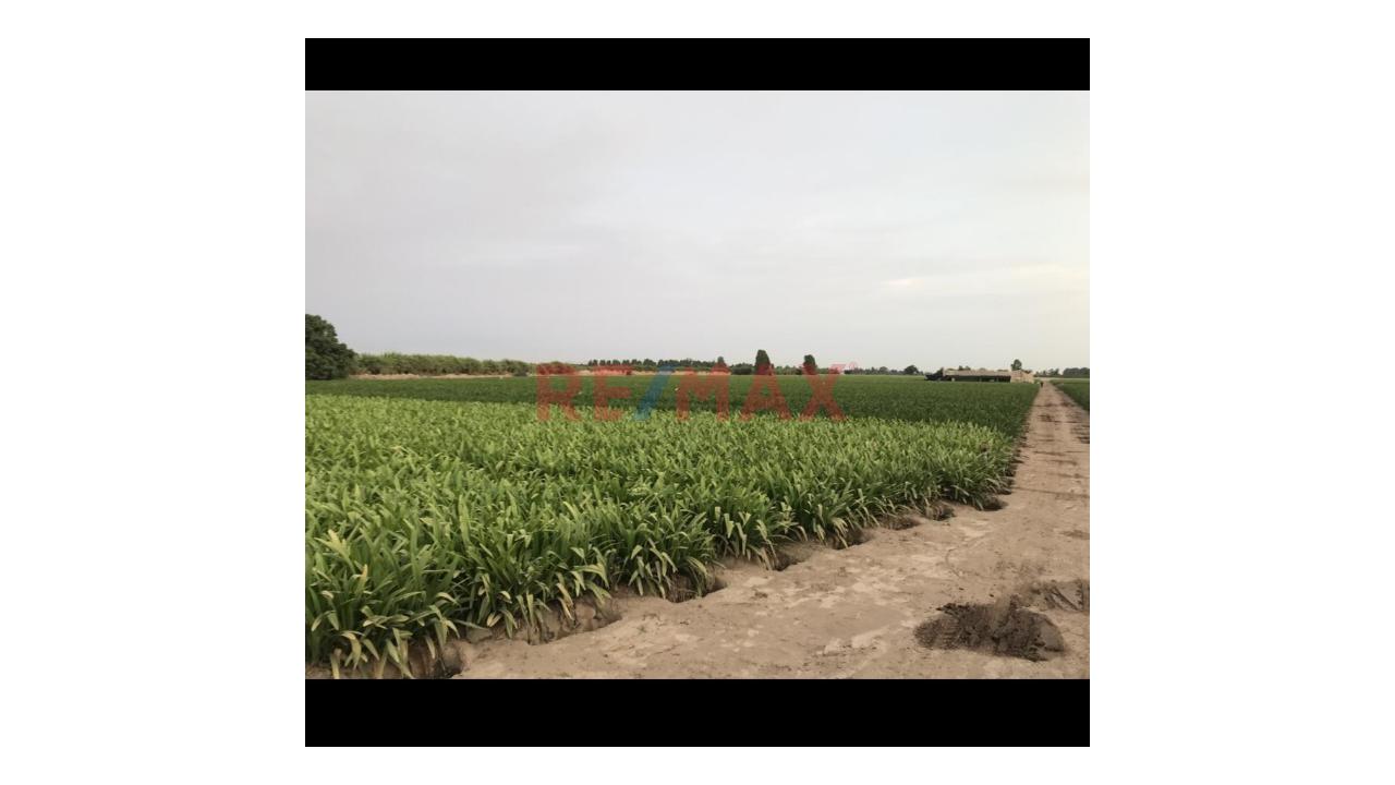 Terreno Rústico En Venta – Sector Miramar, Quilmaná, Cañete - 2