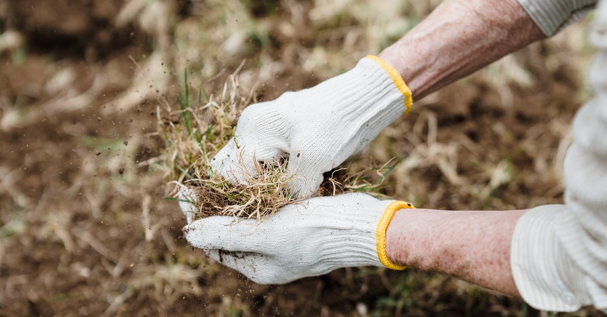 Mesa's Lawn Care Solutions