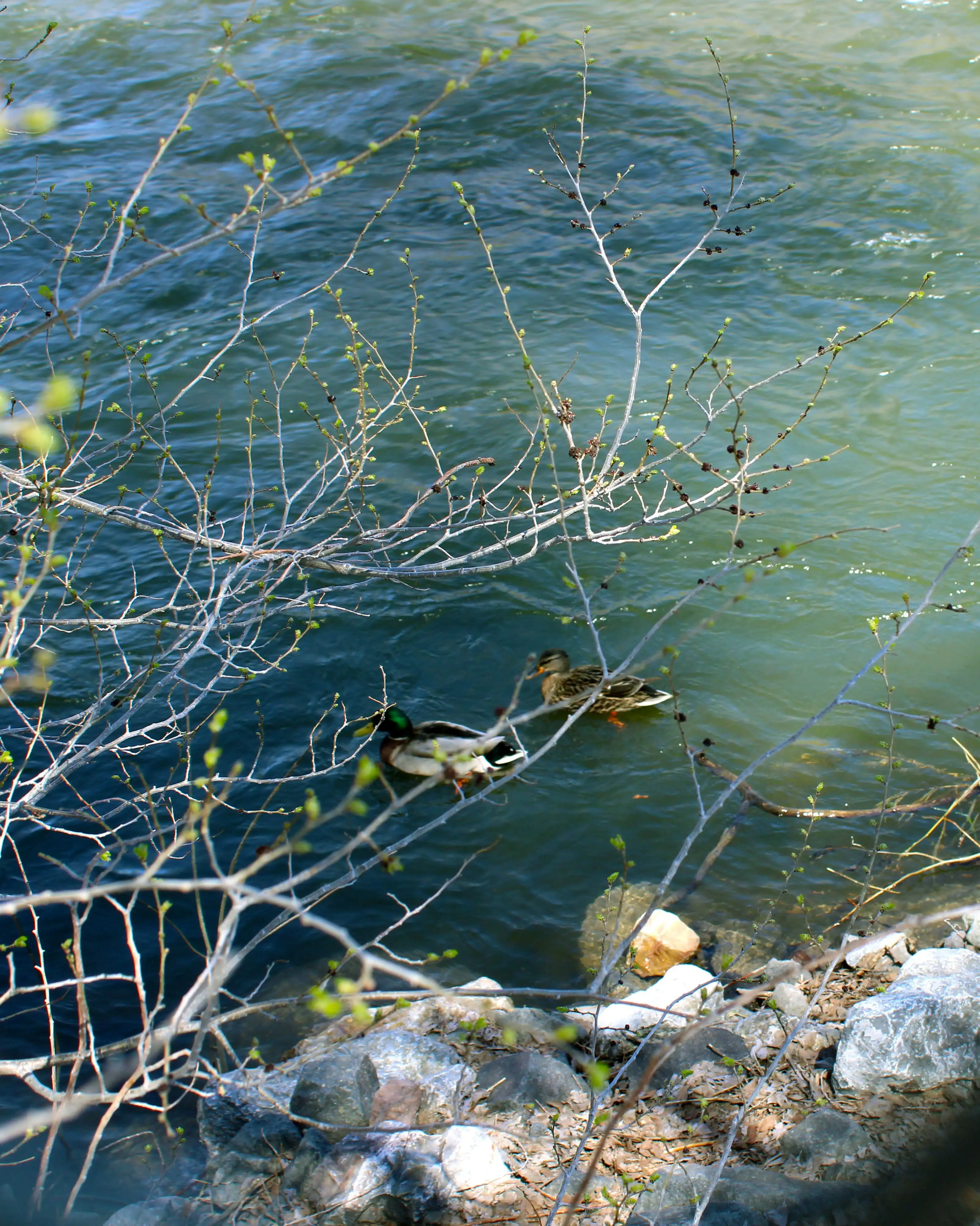 card image for Lakes & Rivers in Heber City, UT in Heber City, Utah