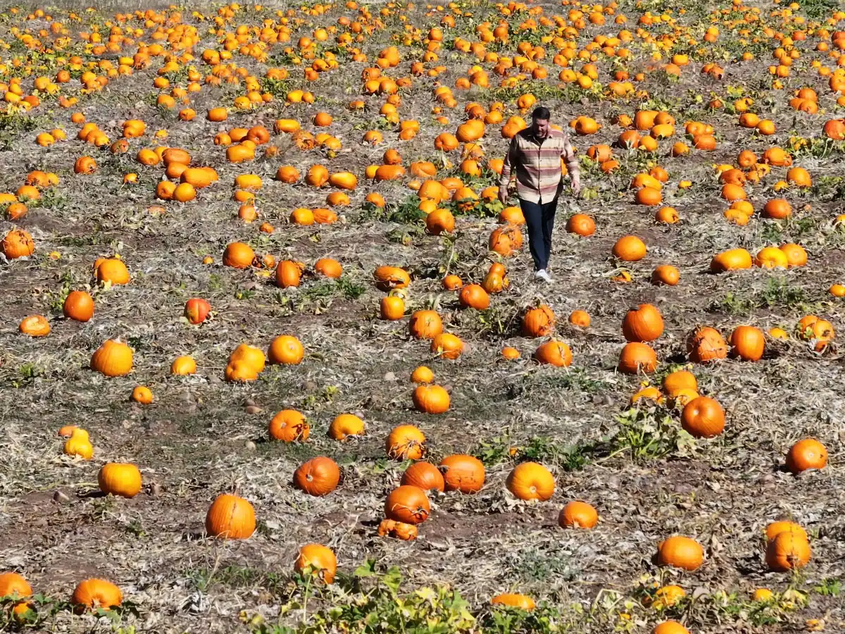 hero image for blog Huntsville, Utah Pumpkin Patch — The Historic Monastery Farm