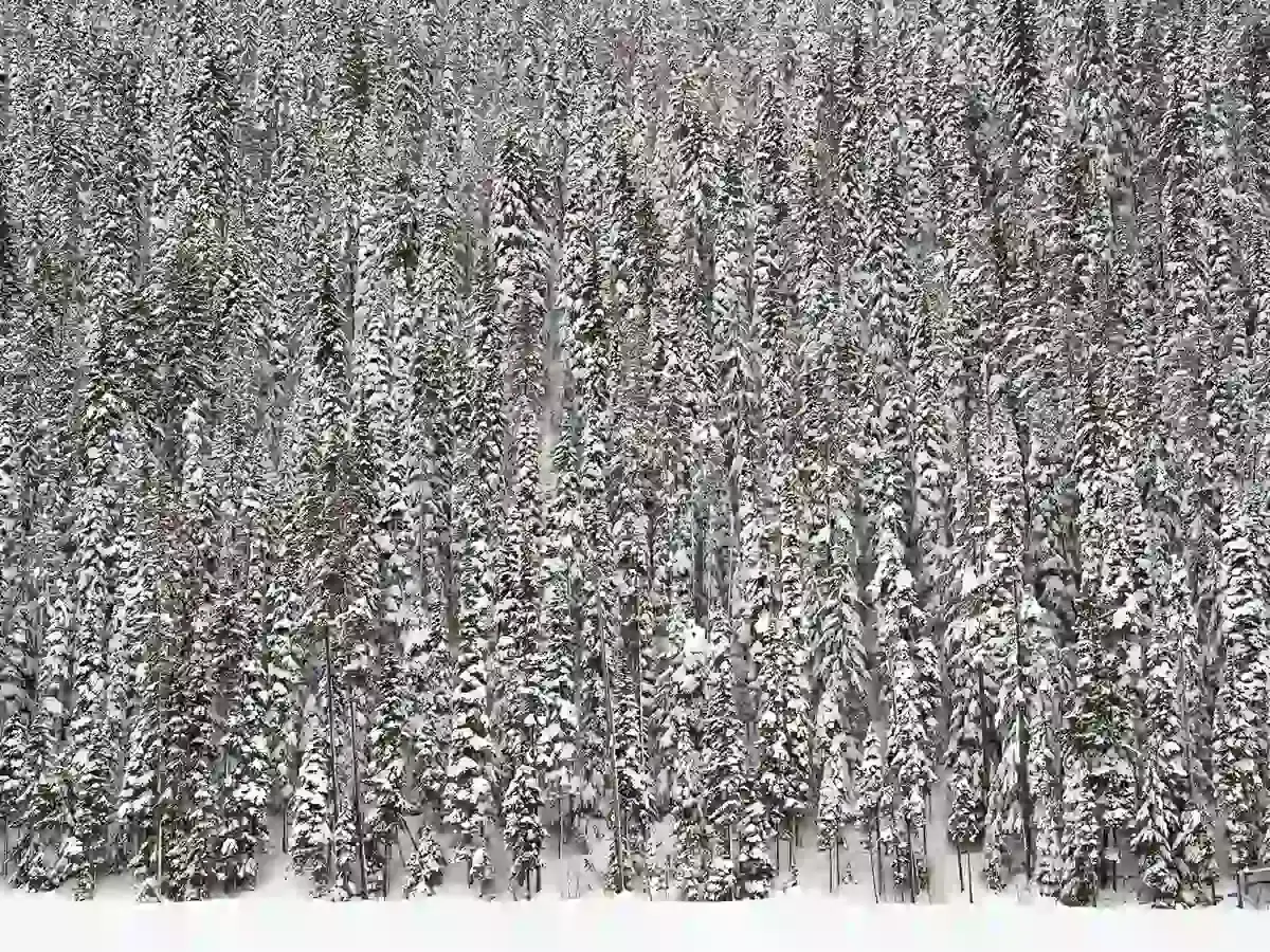Picture of snow covered pine trees on the side of a mountain.