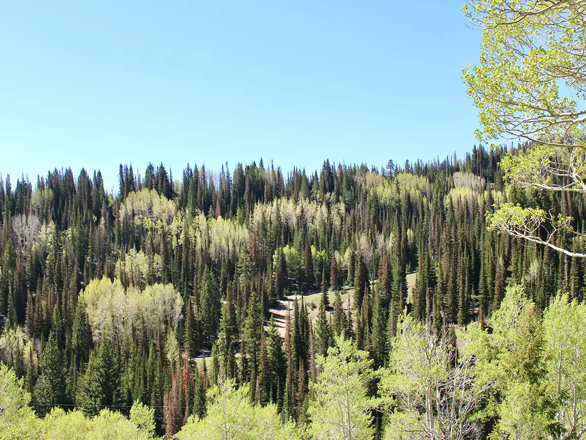 Image of aspen and fir trees in the forest in Park City, Utah