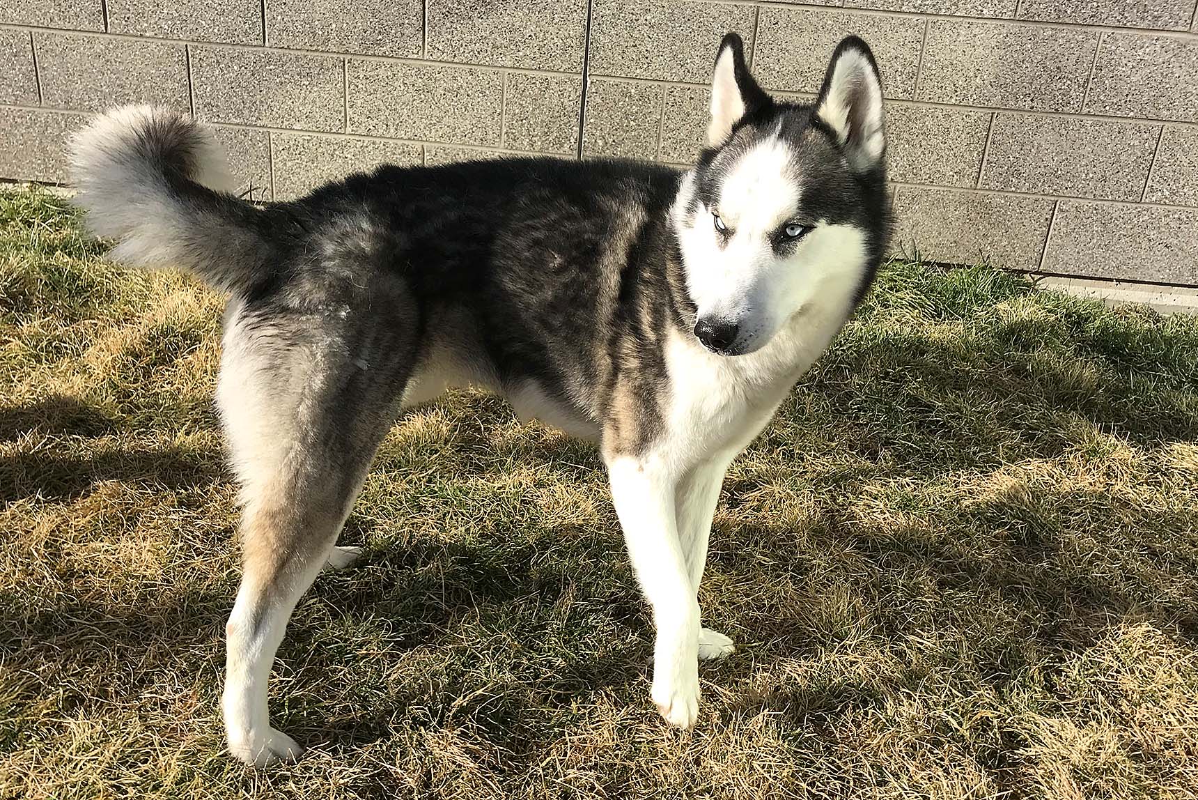 Pet of the Month Nanook Siberian Husky 03