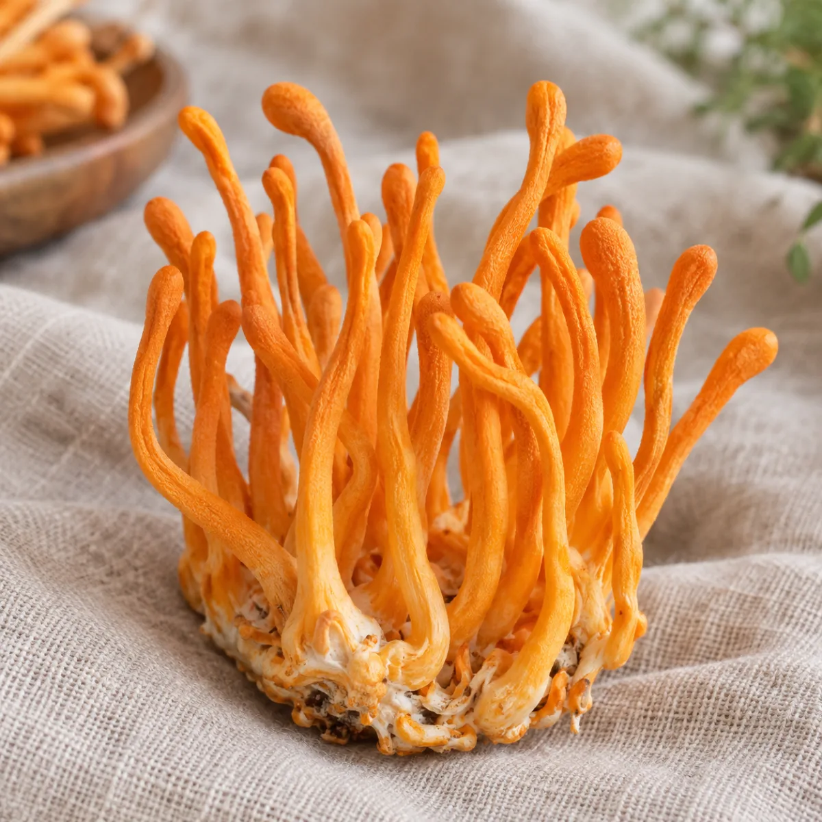 Cordyceps Fresco | Simbiosis | The Mushroom Boutique