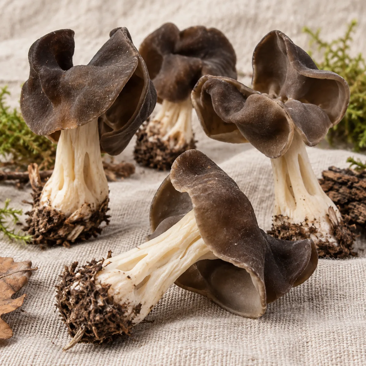 Gachupín Fresco de Temporada — 1 kg | Simbiosis | The Mushroom Boutique