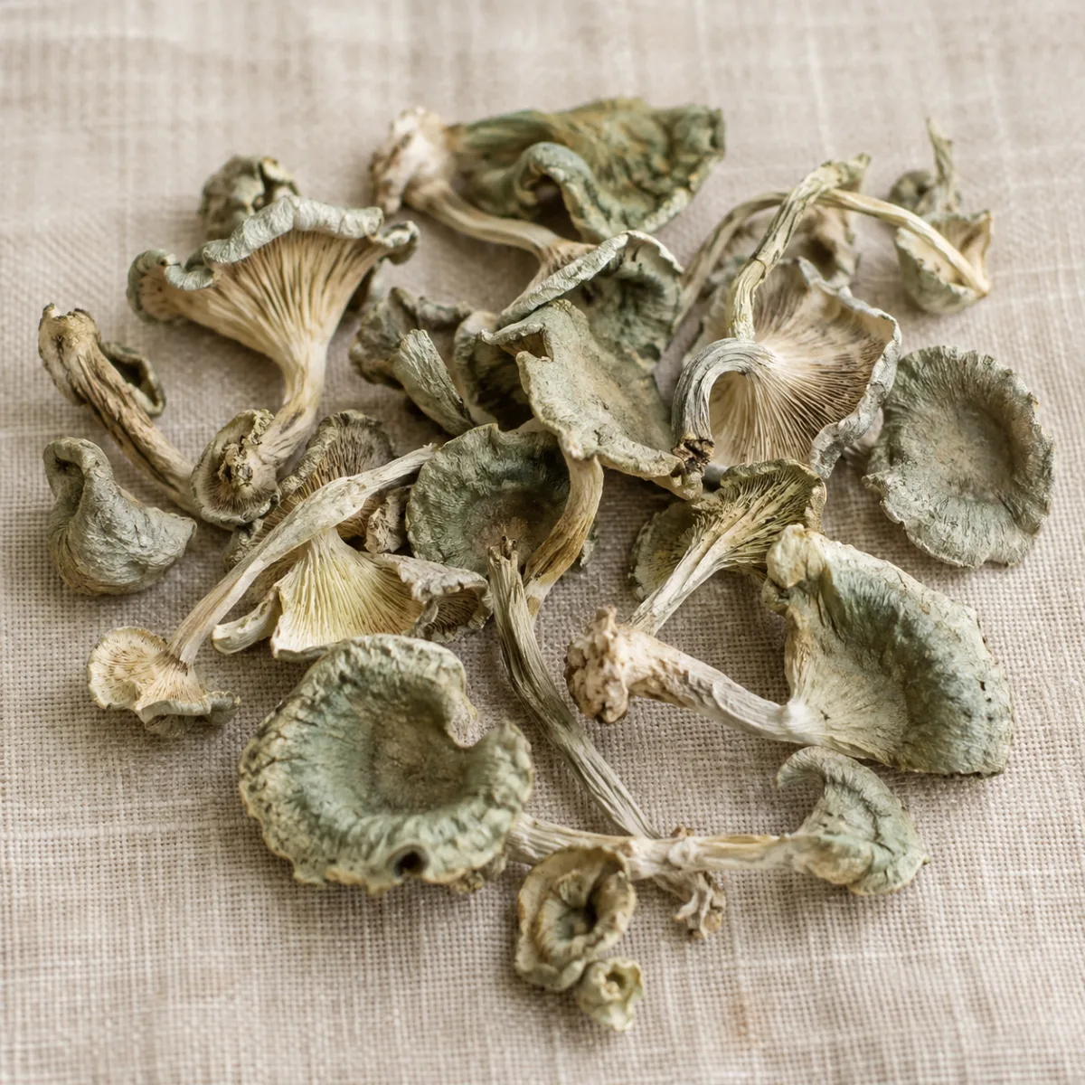 Hongo Paloma Silvestre Deshidratado — 100 g | Simbiosis | The Mushroom Boutique