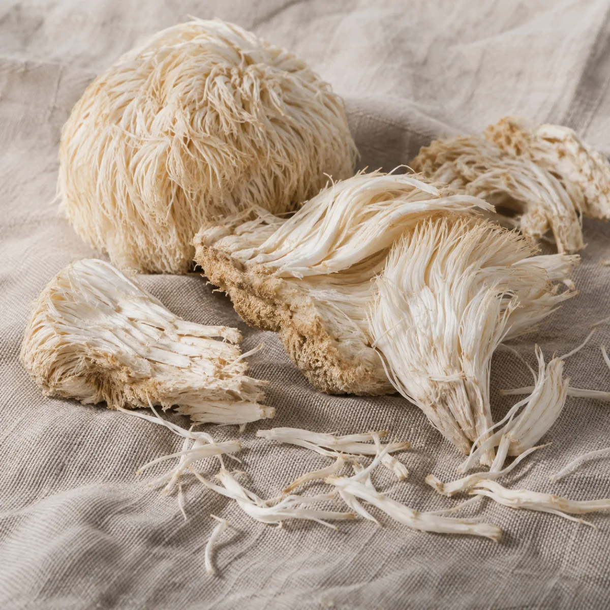 Melena de León Deshidratada para Infusión | Simbiosis | The Mushroom Boutique