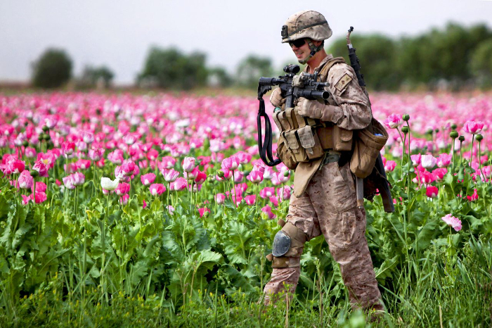 Record Afghan Opium Crop Signals Violent Year for U.S. Forces