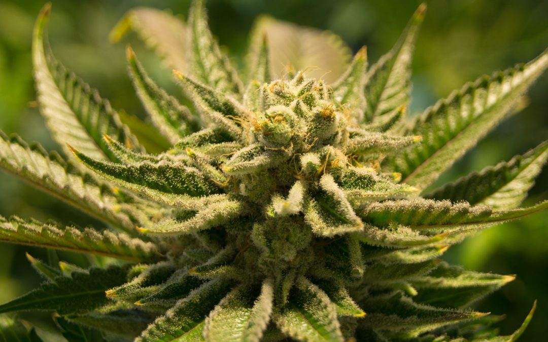 Mid-Atlantic States Enact Historic Reforms, But Remain Stalled on Legalization