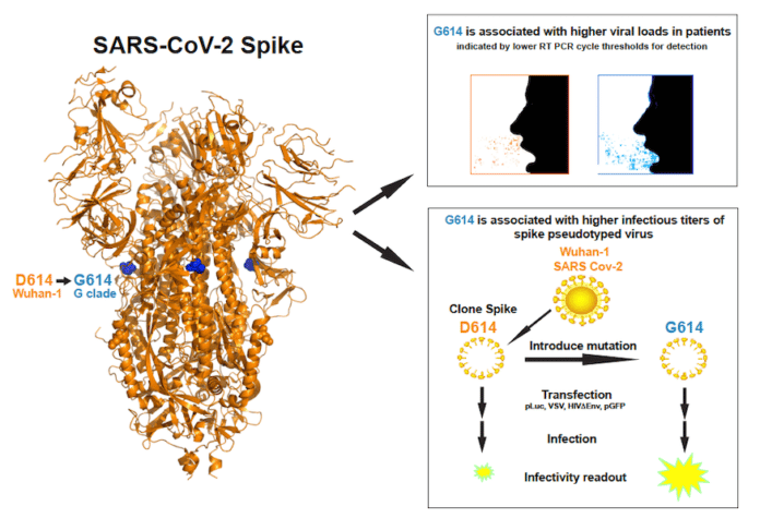 New SARS-CoV-2 Variant: More Infectious - Less Lethal | The Libertarian ...