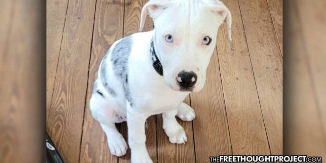 Cops Enter Person’s Yard, Shoot 18 Week Old Puppy That ‘Couldn’t Even Bark Yet’