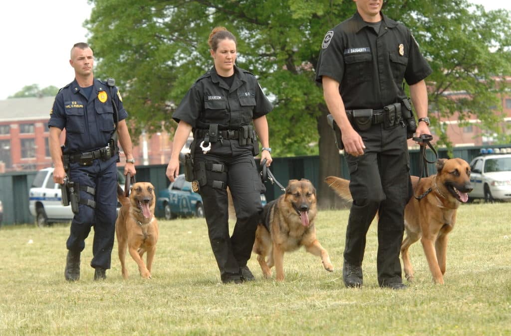The War on Drugs Is a Jobs Program…For Dogs