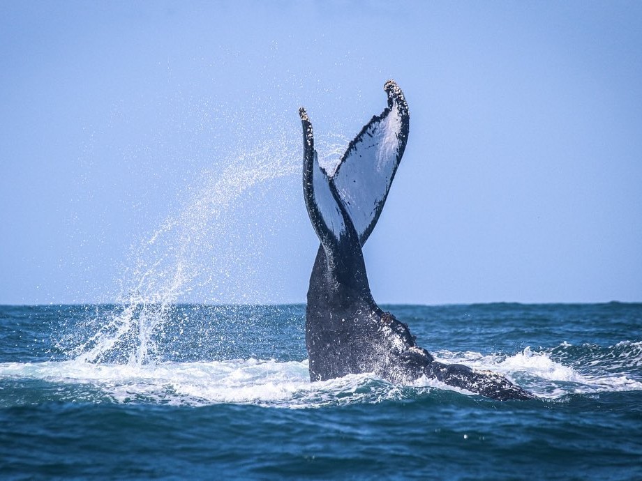 Turismo de São Sebastião vence Prêmio AMVALE com Programa de Avistamento Responsável de Baleias e Outros Cetáceos