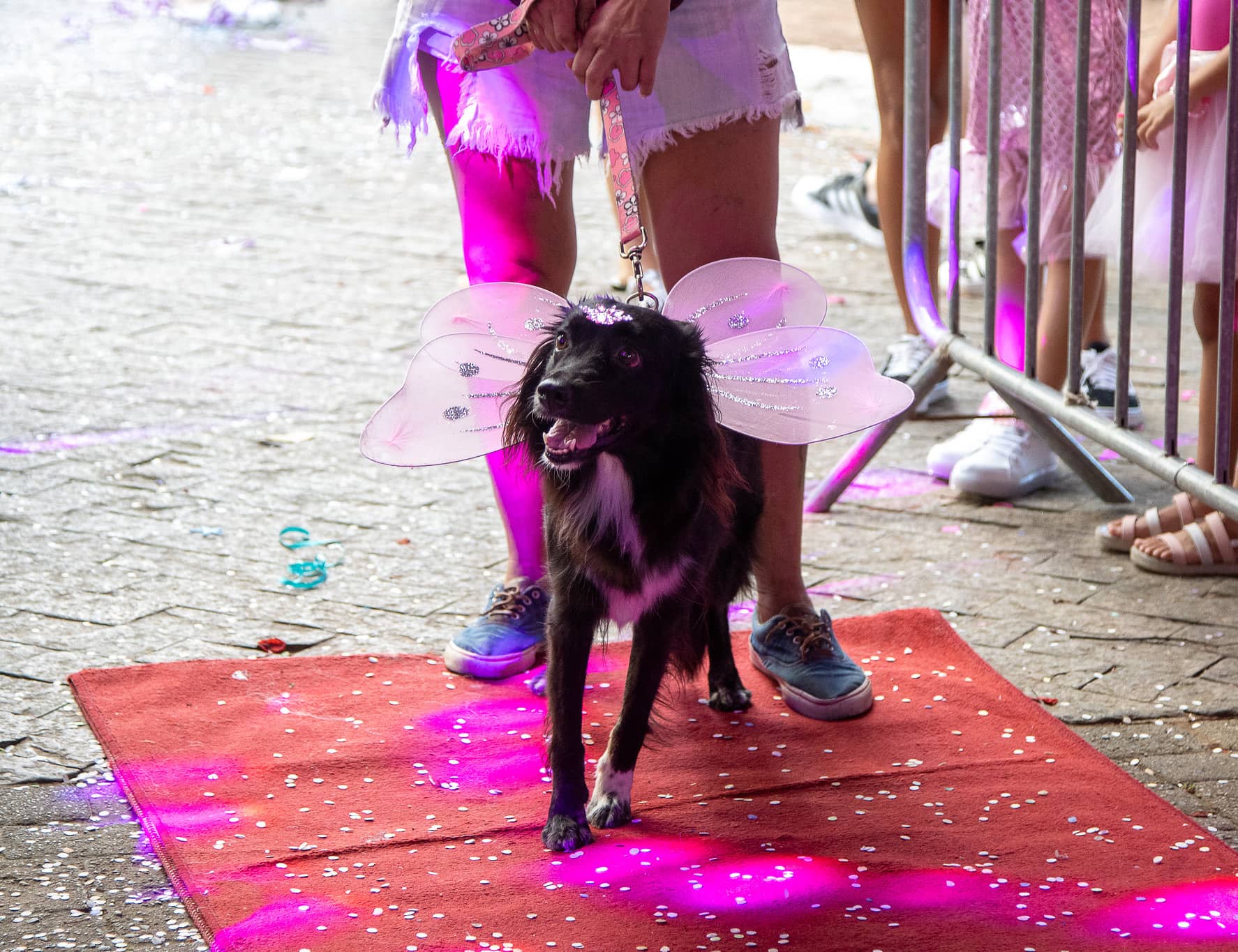 Carnapet 2026 promete movimentar o Centro Histórico de São Sebastião com folia, pets e solidariedade
