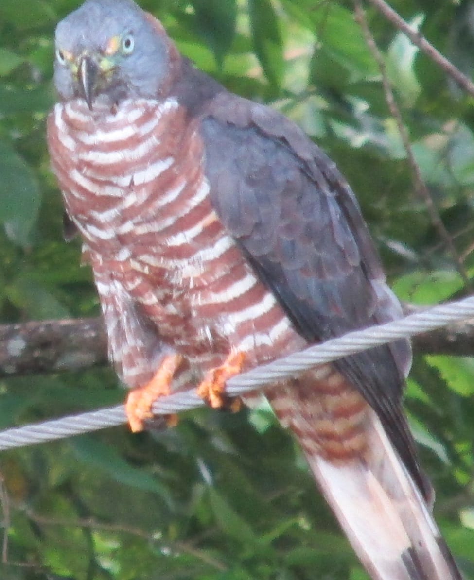 Jairo Dojcsar landim