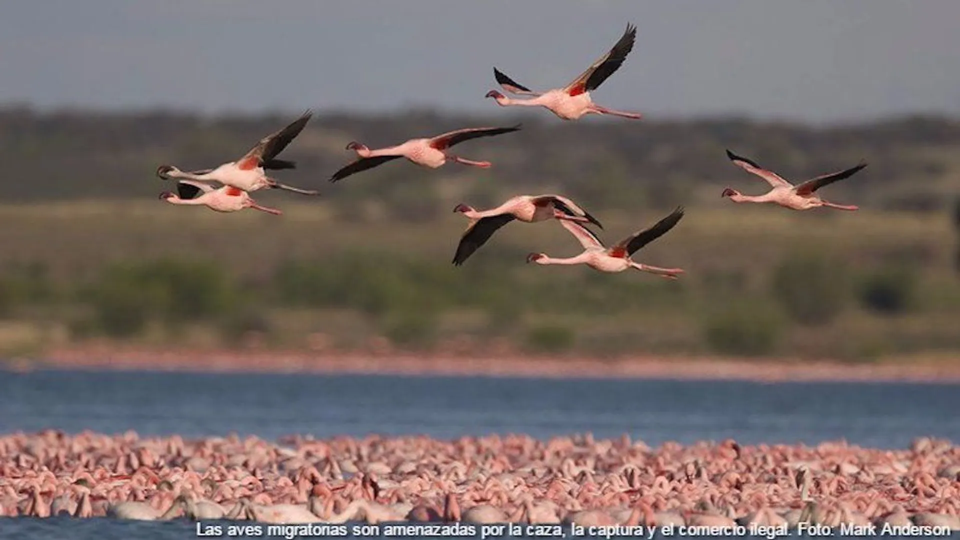 ONU, GEO-6 y ecología de la supervivencia