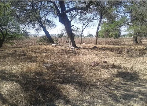 Claríndelosmagueyes4