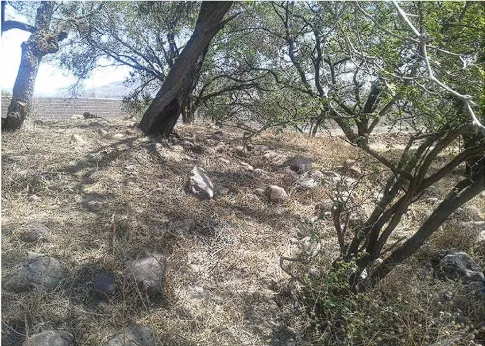 Claríndelosmagueyes6