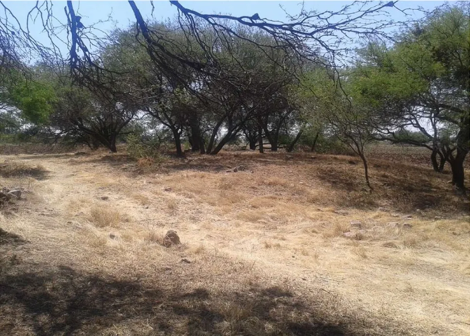 Claríndelosmagueyes1