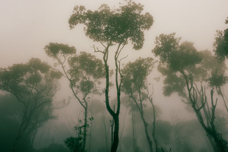 MISTIC COLLECTION: Mistic Forest Canopy (Landscape)