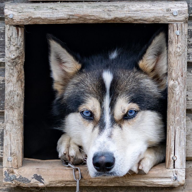 Husky Kieran ECU Square w BLUE EYES