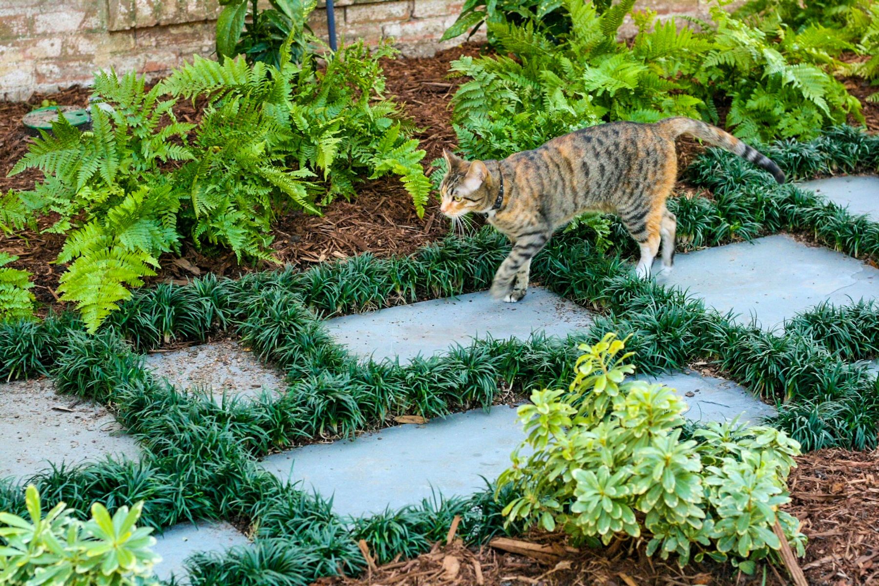 Pennsylvania Residence Cat Path