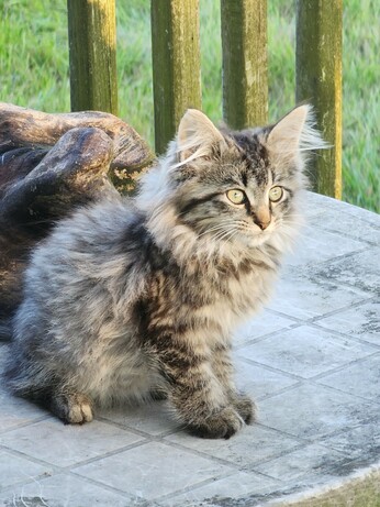 A fluffy gray kitten looking into the distance on top of a table.